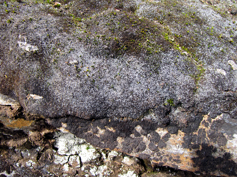 Anthelia juratzkana